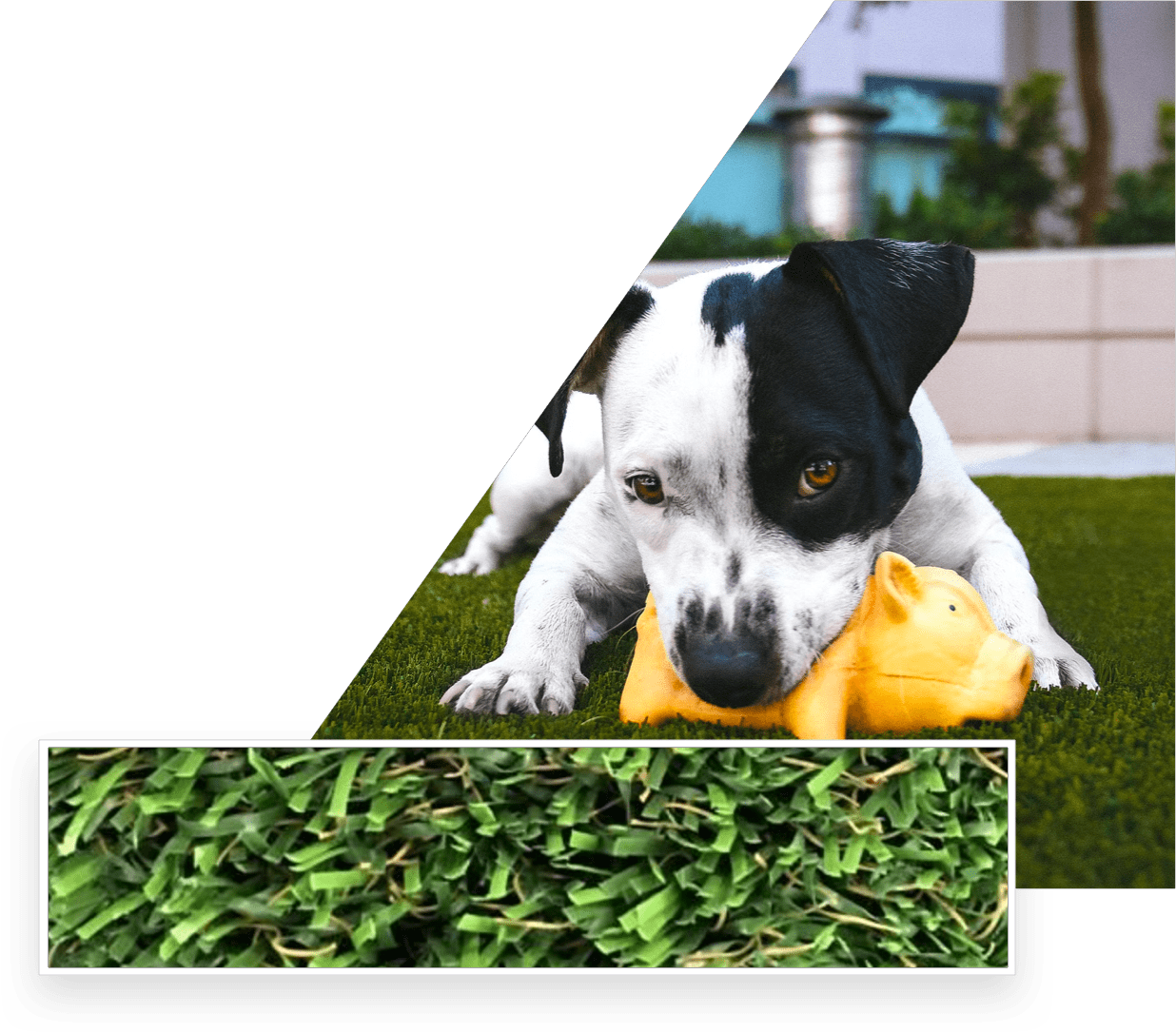 Dog playing on lawn | Sports Turf Warehouse