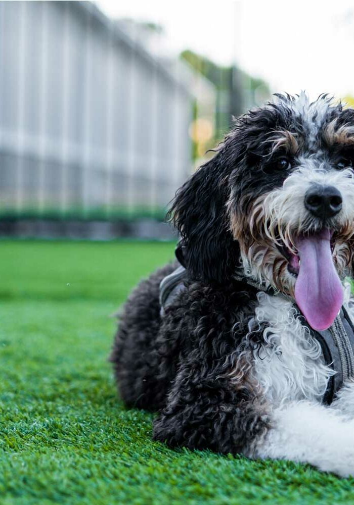 dog relaxing on turf