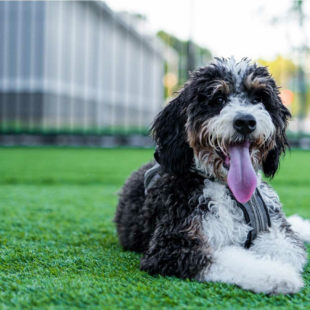 dog relaxing on turf