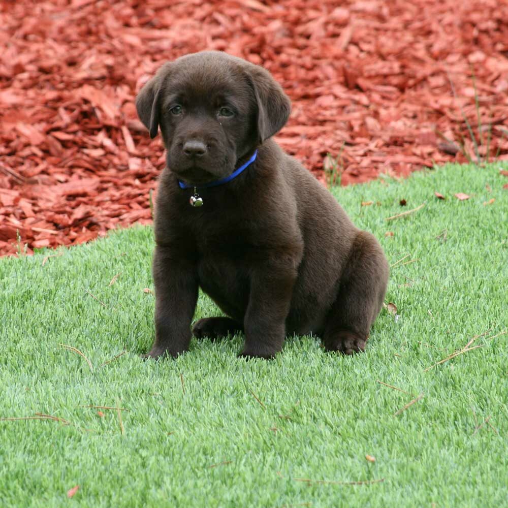 dog on turf